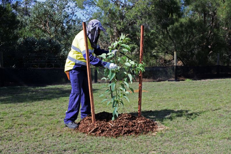 Dogwood Tree Planting