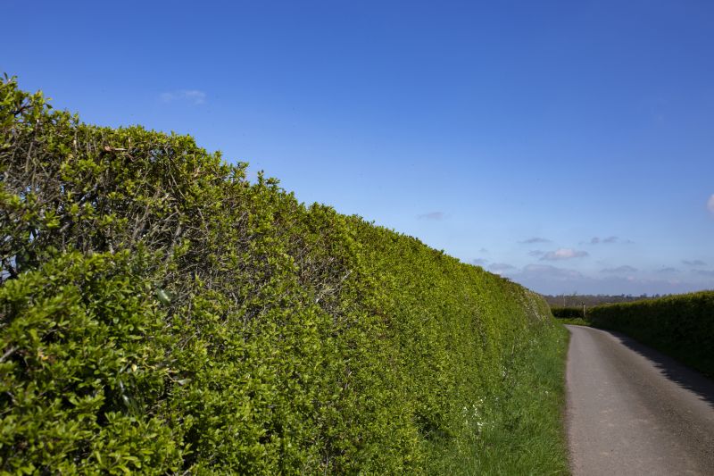 Hedge Landscaping