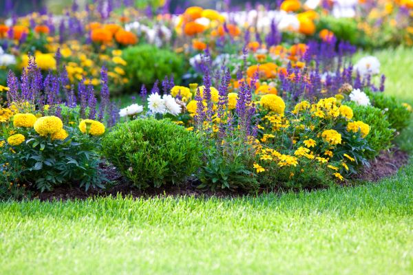 Flower Bed Maintenance in Anaheim