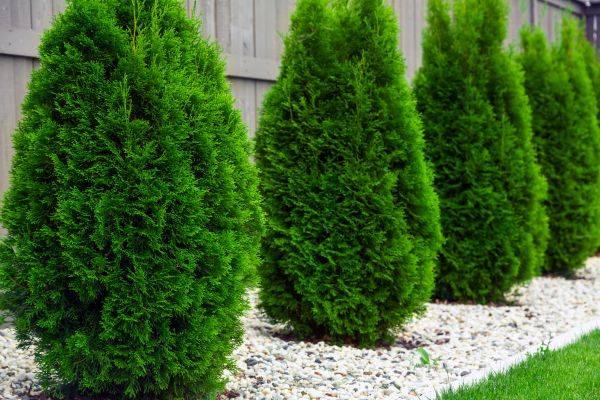 Arborvitae Planting in Anaheim