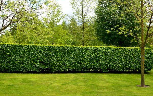 Hedge Planting in Anaheim