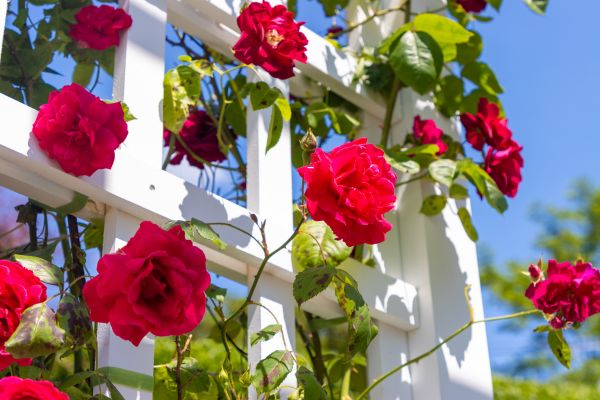 Home Gardening Service in Anaheim