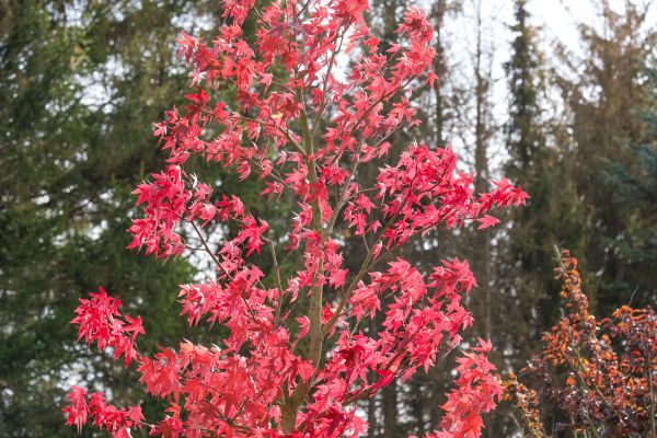 Japanese Maple Planting in Anaheim