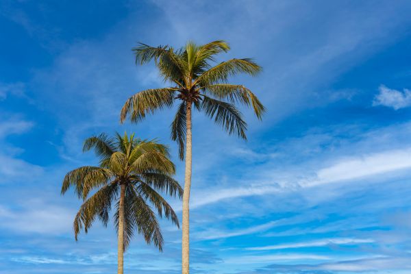 Palm Tree Planting in Anaheim