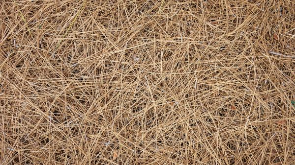 Pine Needles Delivery in Anaheim