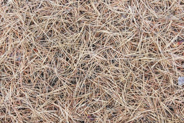 Pine Straw Installation in Anaheim