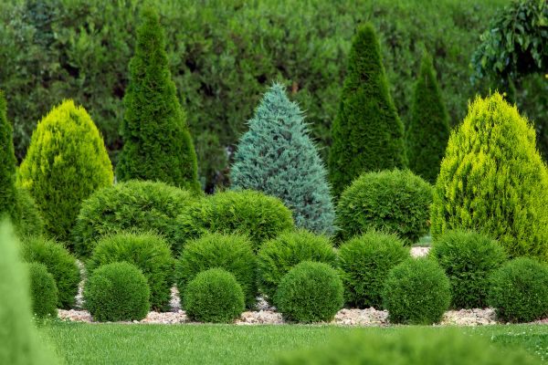 Shrub Replacement in Anaheim