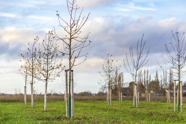 Tree Installation Service in Anaheim
