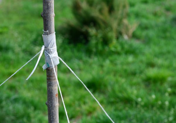 Tree Staking Service in Anaheim