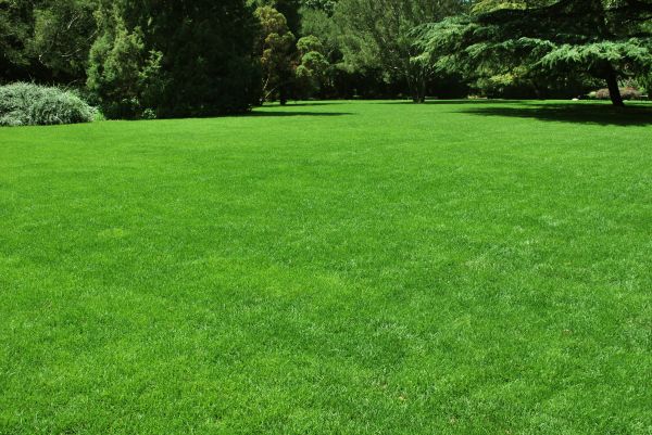 Lawn Landscaping in Anaheim