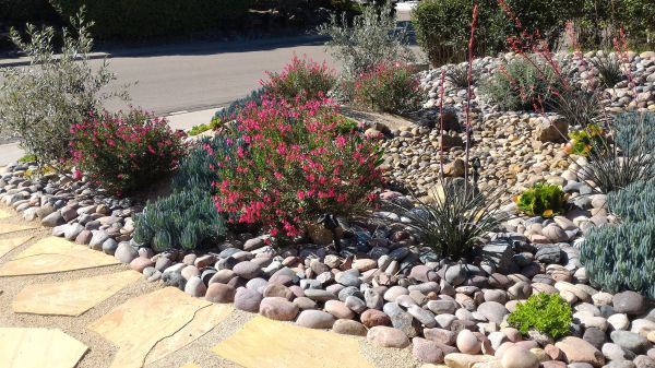 Xeriscape Landscaping in Anaheim