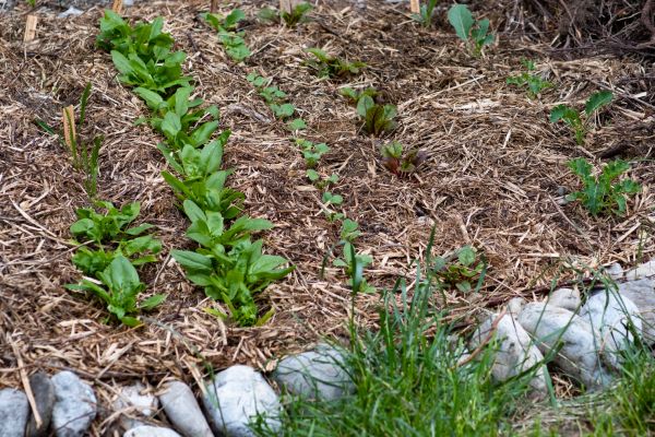 Mulch Service in Anaheim