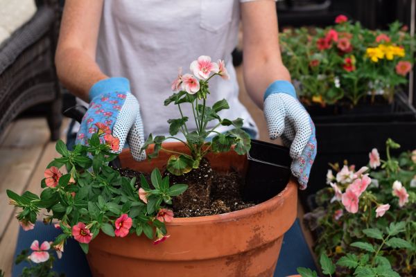 Plant Care Service in Anaheim