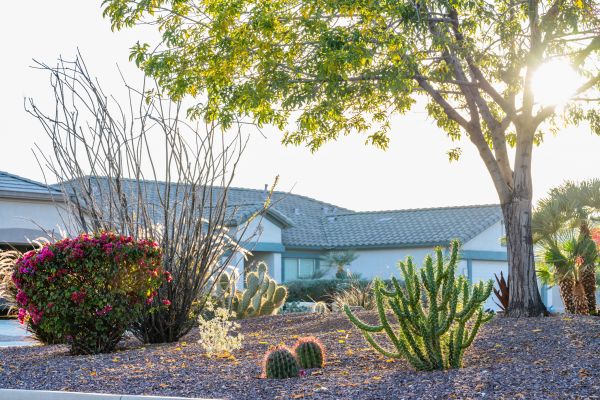 Dryscape Landscaping in Anaheim