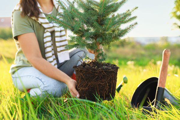 Spruce Tree Planting in Anaheim