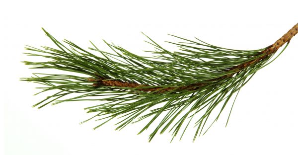 Pine Needles Installation in Anaheim