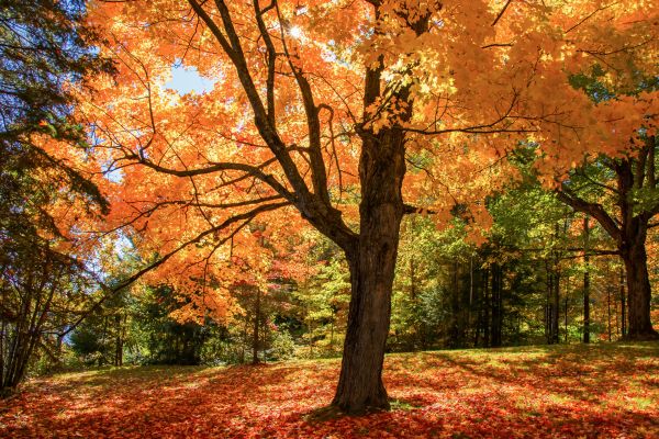 Maple Tree Planting in Anaheim