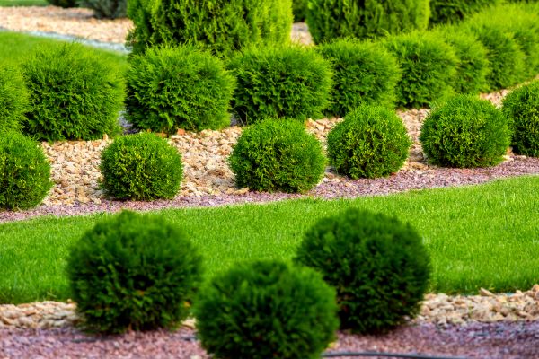 Bush Installation in Anaheim