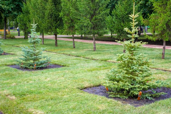 Privacy Trees Planting in Anaheim