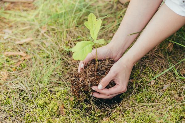 Oak Tree Planting in Anaheim