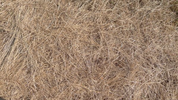 Pine Straw Replacement in Anaheim