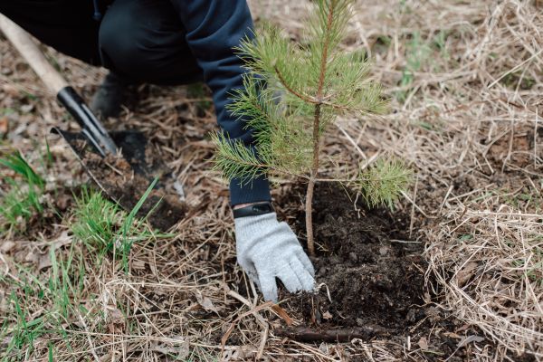 Pine Tree Planting in Anaheim