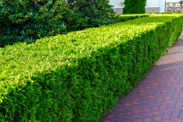 Hedge Installation in Anaheim