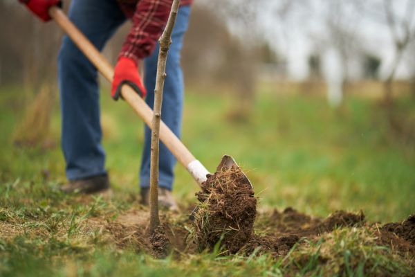 Trees Planting in Anaheim