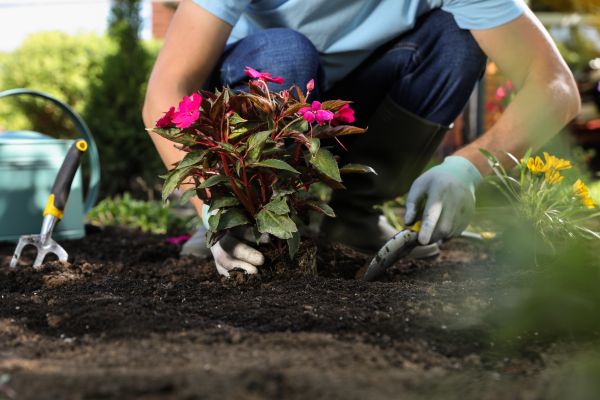 Plant Replacement in Anaheim