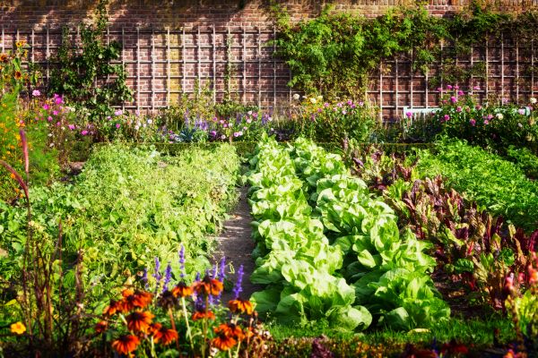 Garden Planting Service in Anaheim