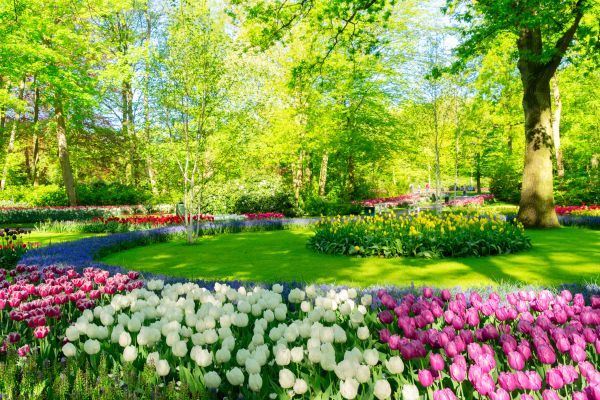 Flower Landscaping in Anaheim