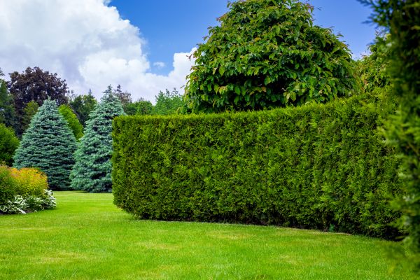 Hedge Landscaping in Anaheim