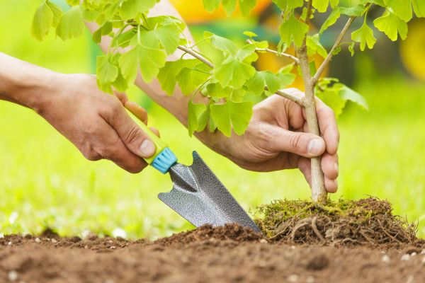 Fruit Tree Planting in Anaheim