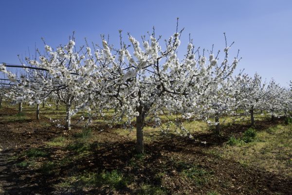 Orchard Planting in Anaheim
