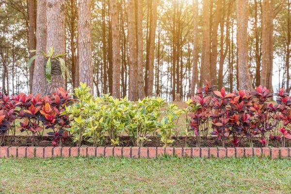 Small Garden Landscaping in Anaheim