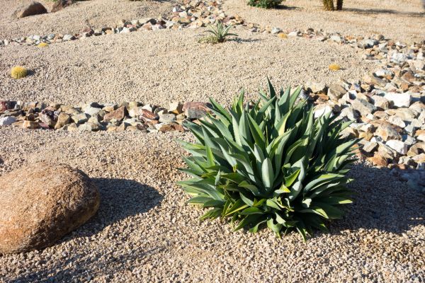 Xeriscaping Service in Anaheim