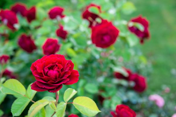 Rose Planting in Anaheim