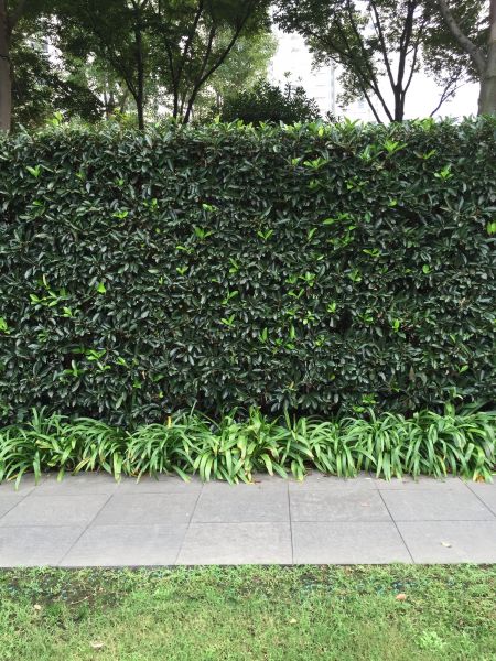 Privacy Shrub Planting in Anaheim