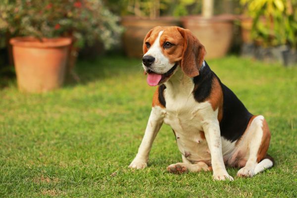 Dog Friendly Landscaping in Anaheim