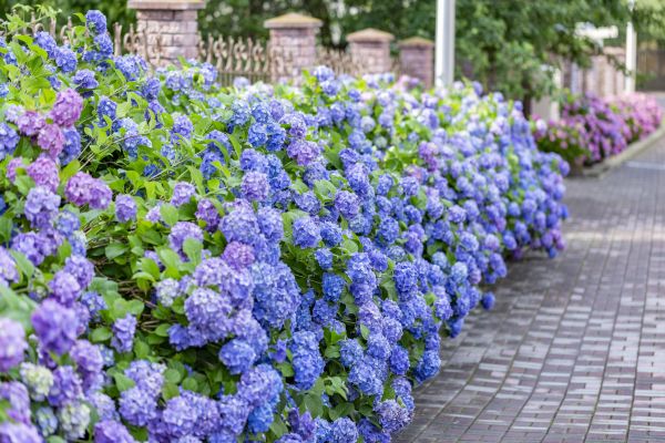 Hydrangea Landscaping in Anaheim