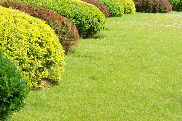 Shrubbery Planting in Anaheim