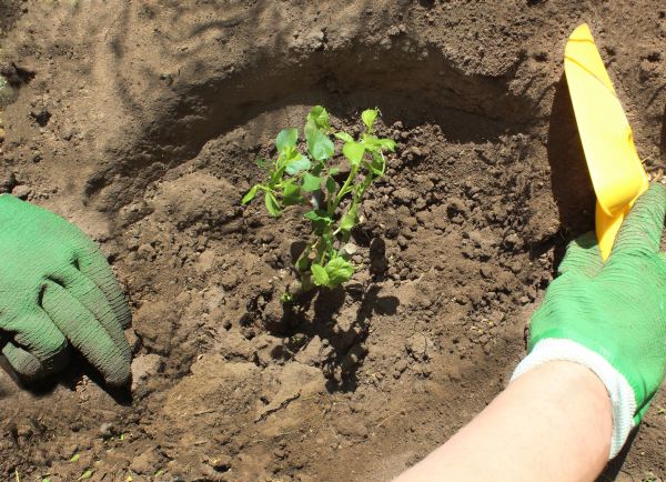 Rose Bush Planting in Anaheim