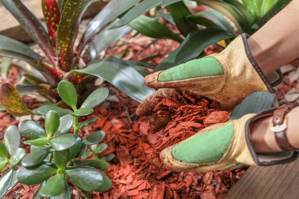 Residential Mulching in Anaheim