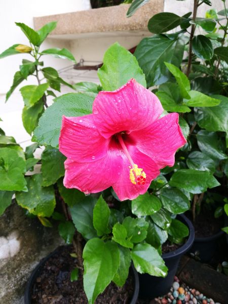 Hibiscus Planting in Anaheim