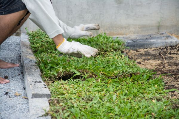 Ground Cover Planting in Anaheim