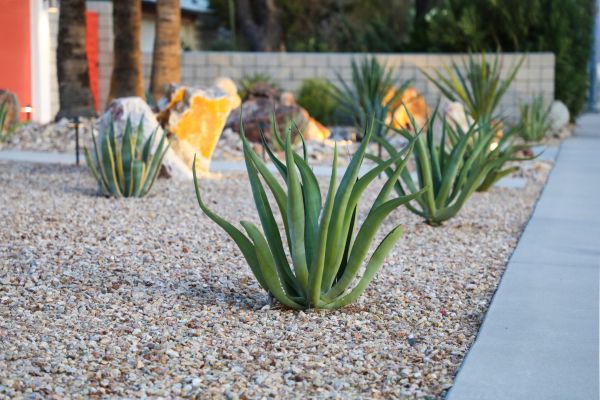 Drought Resistant Landscaping in Anaheim