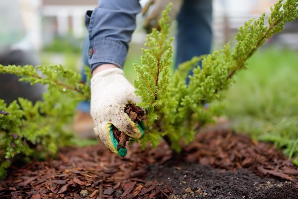 Church Mulching in Anaheim