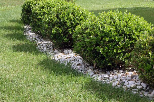 Boxwood Planting in Anaheim