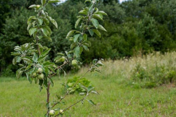 Apple Tree Planting in Anaheim