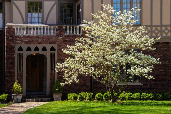 Dogwood Tree Planting in Anaheim